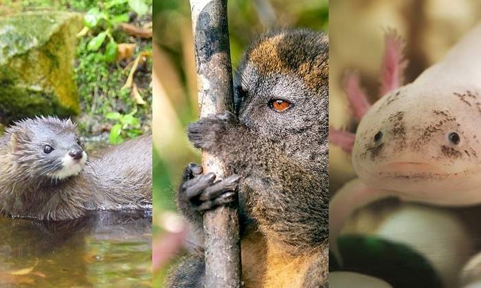 Collage-de-animales-que-se-extinguiran-iStock-ViralPlus.jpg
