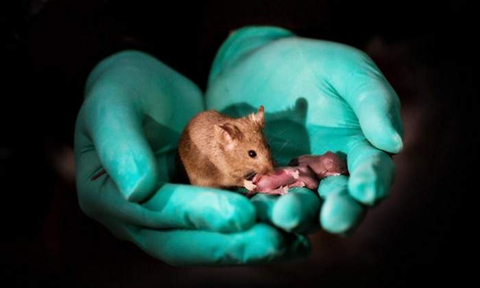 crias-bimaternas-raton-sinc.jpg