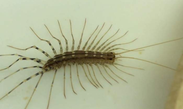 insecto-ciempies-casa.jpg