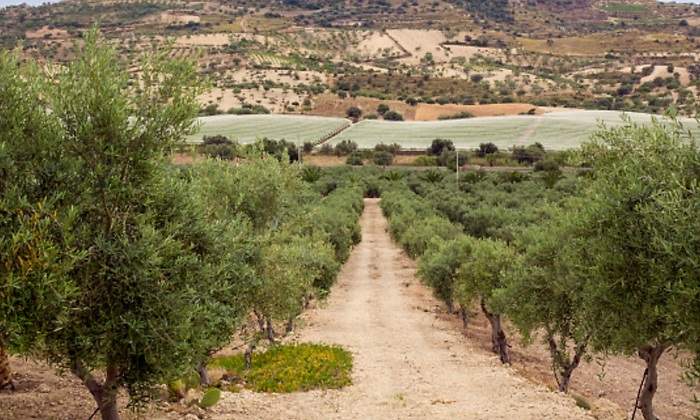 olivos-campos-espana.jpg