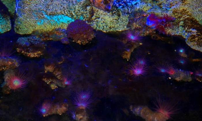 mar-fondo-animales-brillanes-dreams.jpg