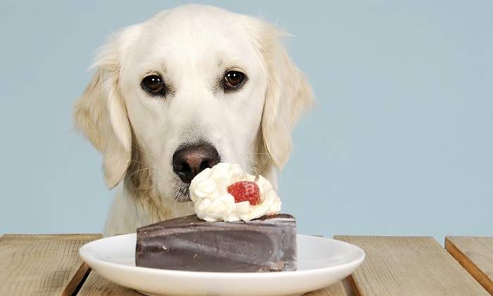 Perro-tarta.jpg