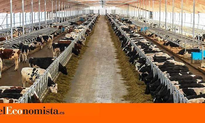 rrss_vacas-danone-granja-tyumen-rusia-bloomberg.jpg