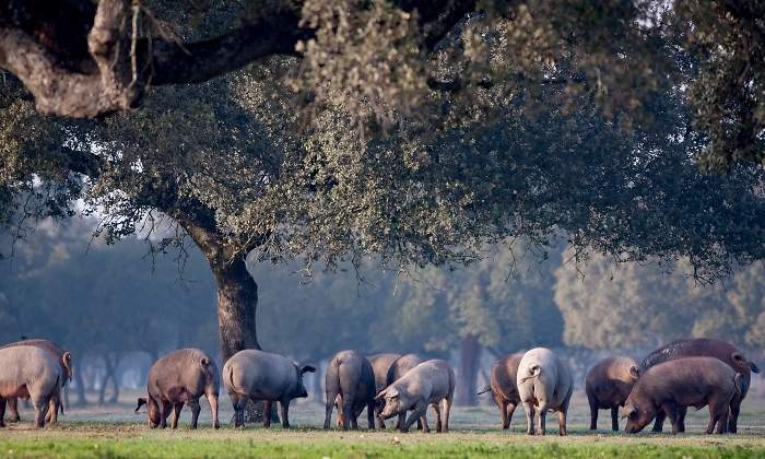 foto-ibericos-en-la-dehesa.jpg