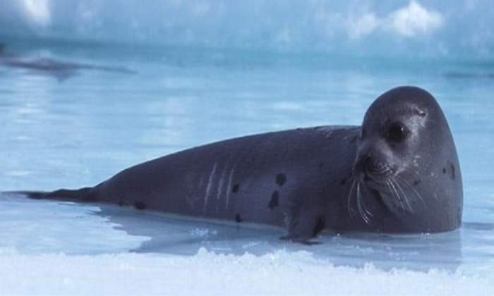 foca-ifaw.jpg