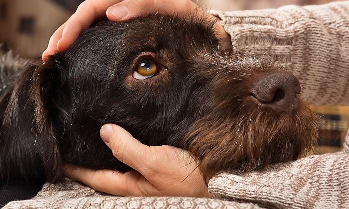 Perro-mirando-a-su-dueno-iStock.jpg