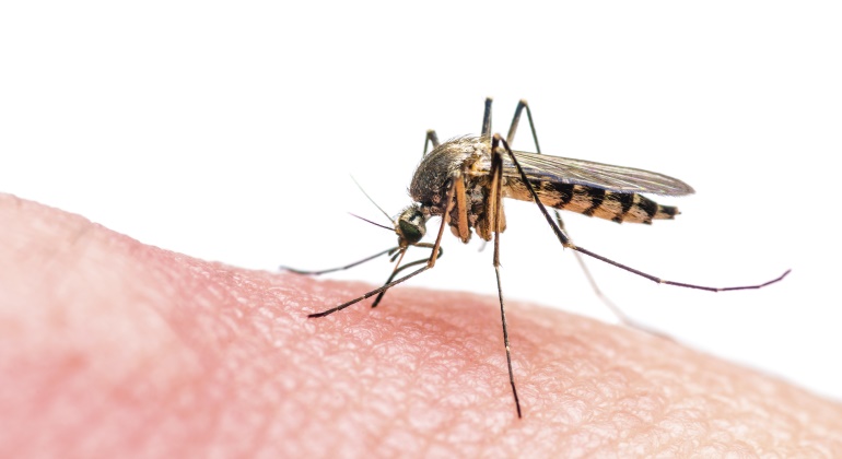 mosquito-zika-istock.jpg