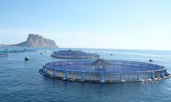 Centro-de-cultivos-marinos-AVRAMAR-en-Calpe_Alicante.jpg
