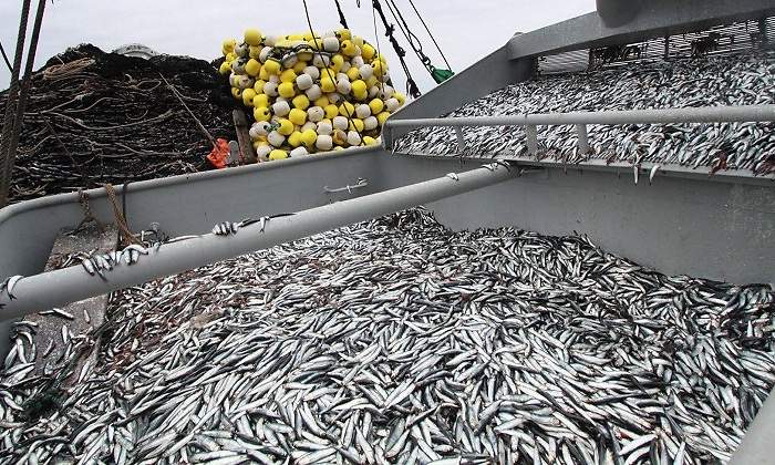 pesca770x420.jpg