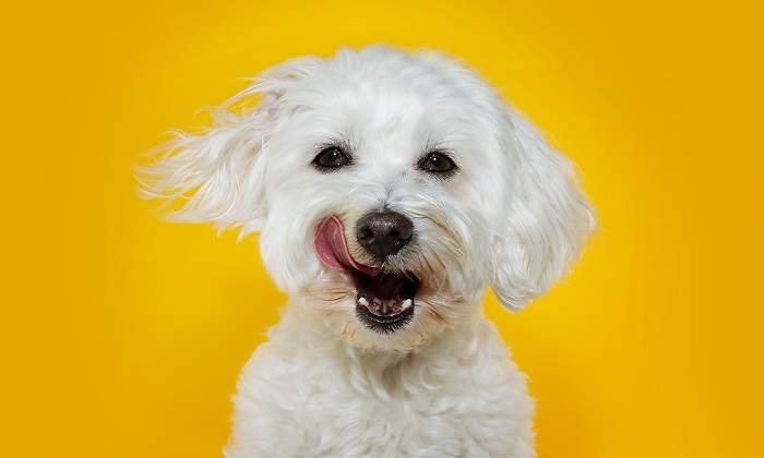 Un-perro-de-color-blanco-con-la-lengua-de-fuera-iStock.jpg
