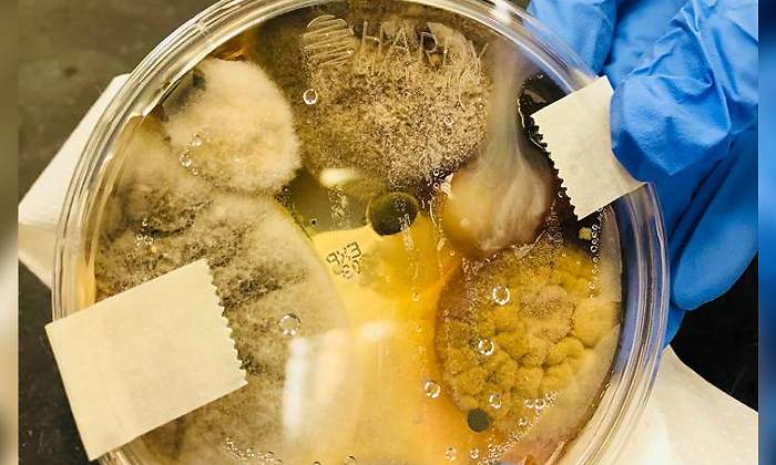 nichole-ward-microbios.jpg