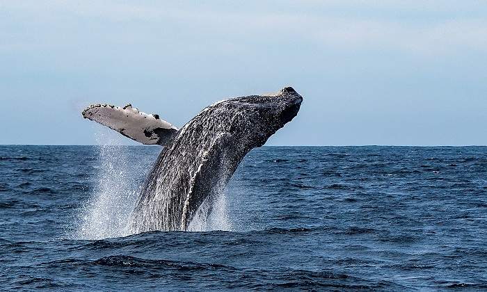 Un-ballena-saltando-en-el-aire-iStock.jpg