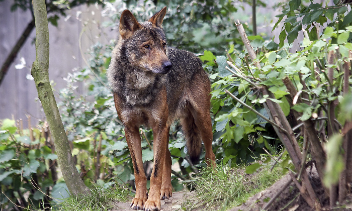 Lobo1.png
