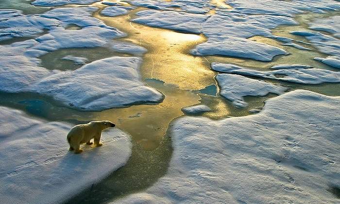 Oso-Polar-en-hielo-iStock.jpg