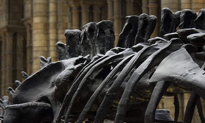 Dinosaurio