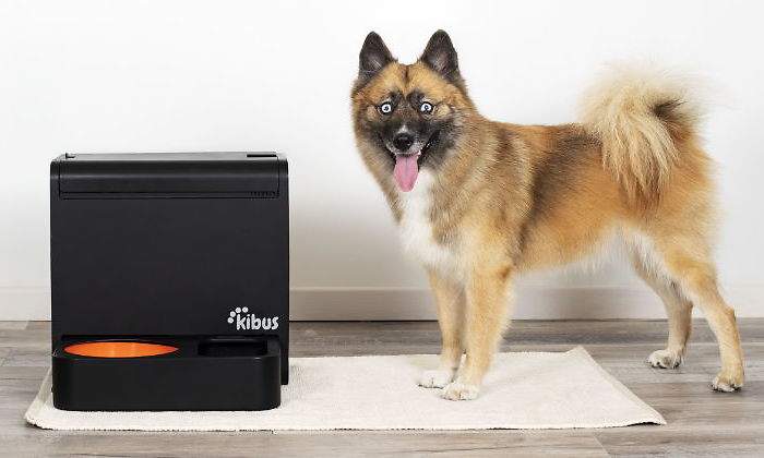 kibus-perro-cocina-770.jpg