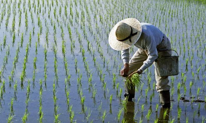 770-420-arrozal-cultivo-senor-istock.jpg