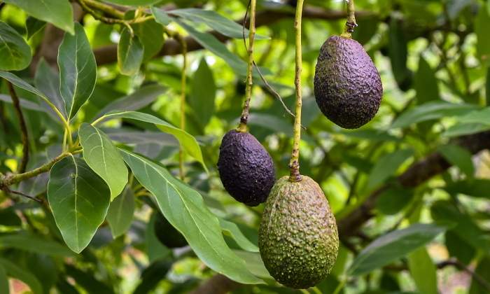aguacate-recurso-dreamstime.jpg