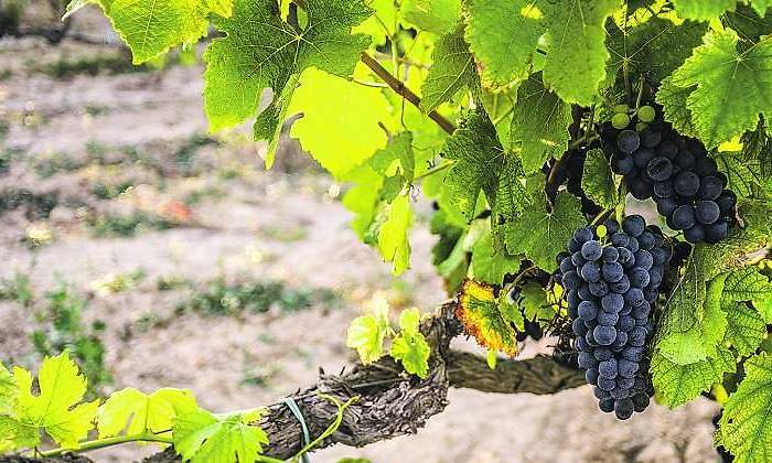 uvas-vinedo-770.jpg