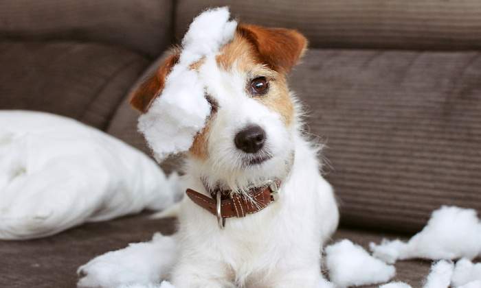 nombres-perros.jpg