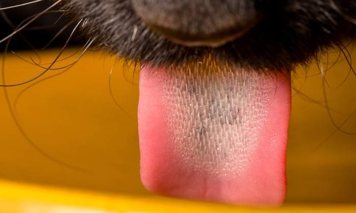 gato-lengua-dreamstime.jpg