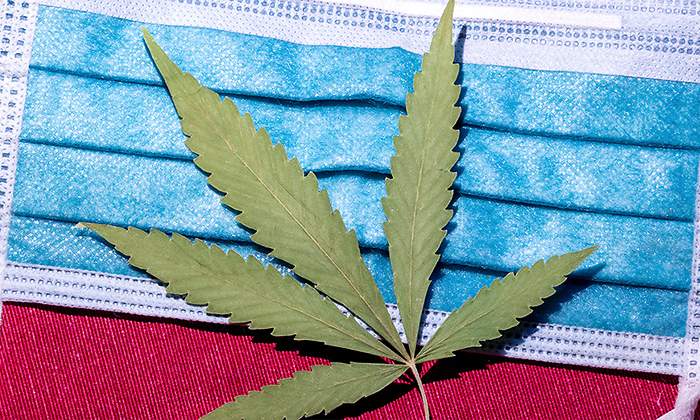 coronavirus-cannabis-marihuana.jpg