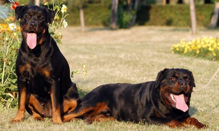 rottweiler-dreamstime.jpg
