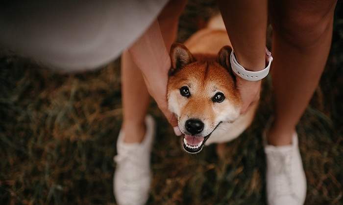 Un-perro-de-raza-shiba-agarrado-por-su-duena-iStock.jpg
