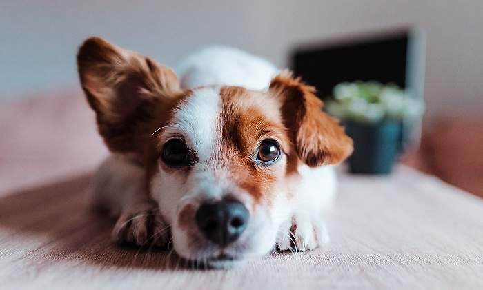 Un-perro-acostado-mirando-para-camara-iStock.jpg