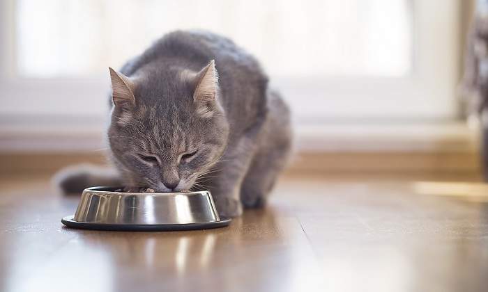 Gato-gris-comiendo-en-casa-iStock.jpg