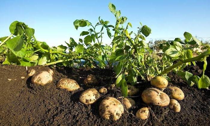Patatas-en-campo-2-770.jpg