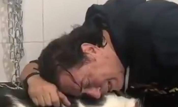 pipi-gato-muerto.jpg