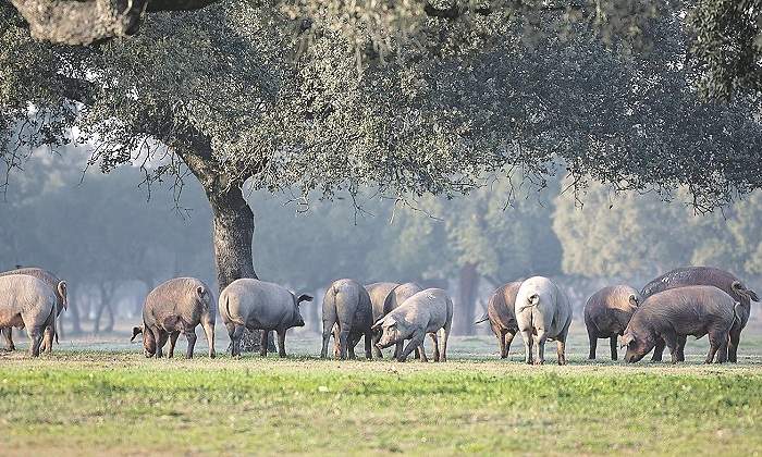 Imagen-Imagen-foto-ibericos-en-la-dehesa.jpg
