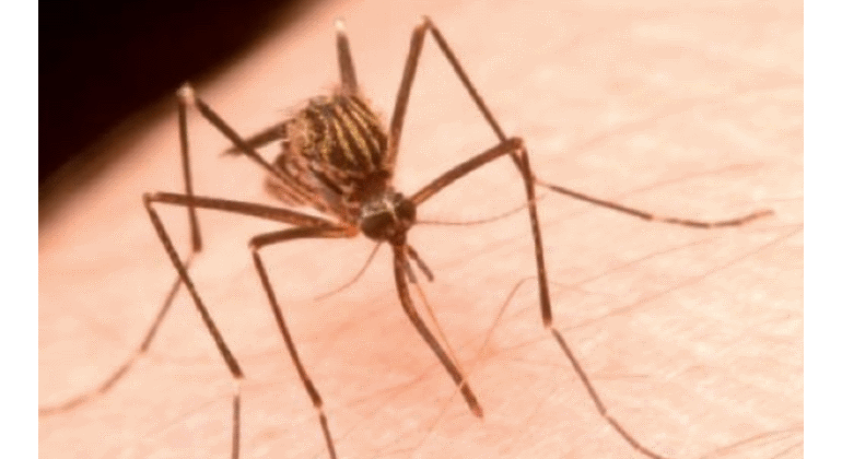 aedes-japonicuts.gif