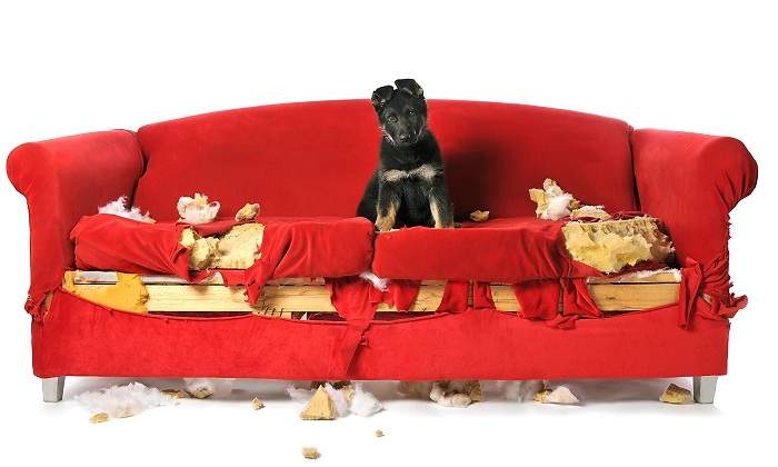 Cachorro-destroza-un-sofa-iStock.jpg