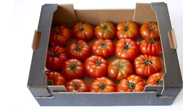 tomates-caja-770-istock.jpg