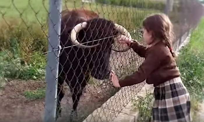 vaca-margarita-tortosa-youtube.jpg