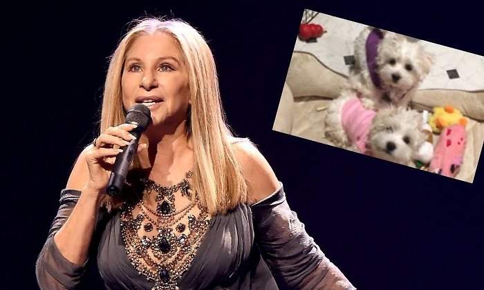 barbra-mascota-770.jpg