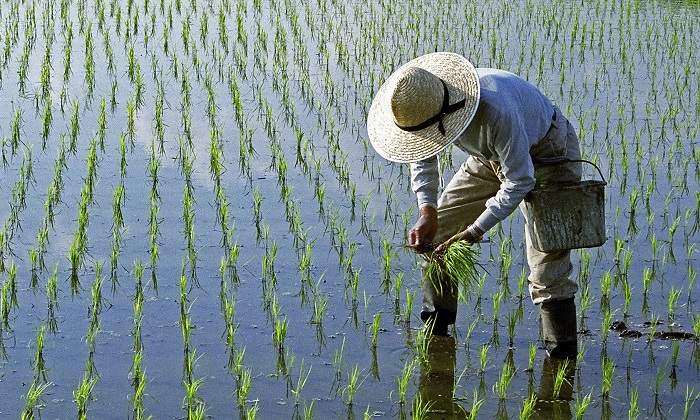 Una-persona-trabajando-en-un-campo-de-arroz-iStock.jpg