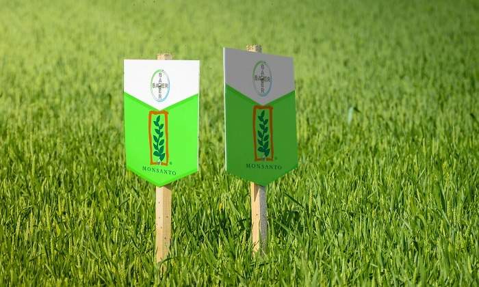 bayer-monsanto-cesped.jpg