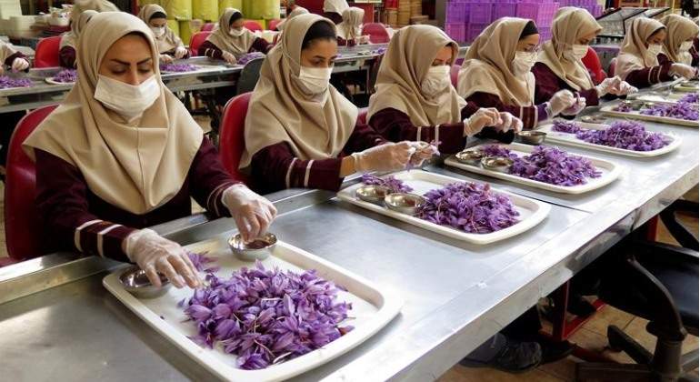 En la fábrica extraen los estigmas de la flor del azafrán y los secan para su uso y comercialización