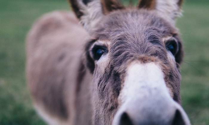 Burro-iStock.jpg