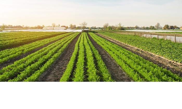 agricultura.jpg