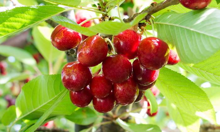 Cerezas chilenas en el rbol