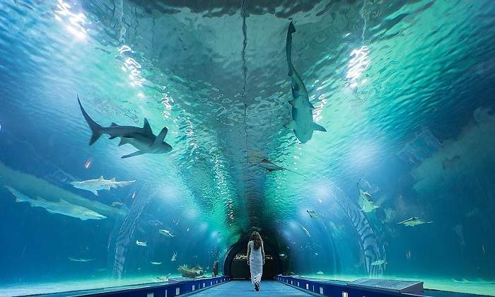 OceanograficValencia.jpg