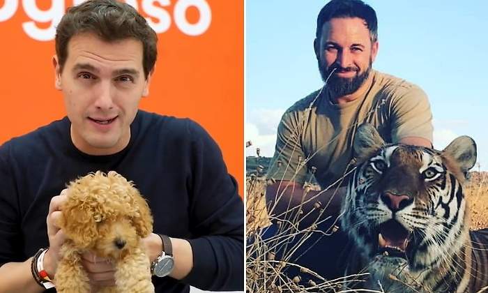 caniche-rivera-tigre-abascal-vox-770.jpg