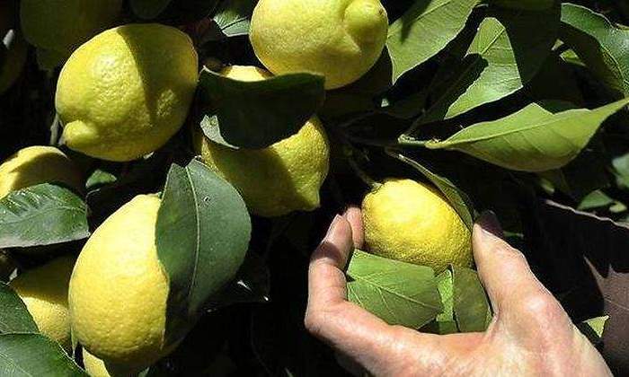 Limones-Reuters.jpg