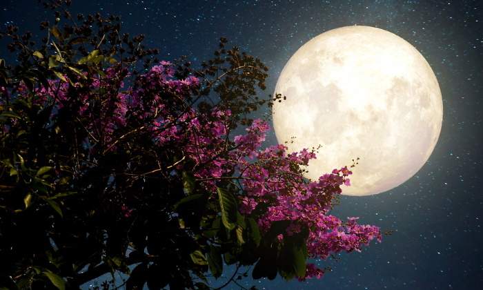 primavera-luna-eclipse.jpg