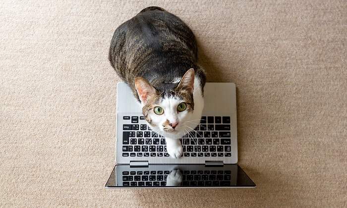 Gato-sobre-ordenador-iStock.jpg