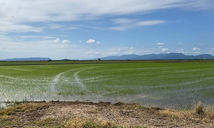 thumbnail_Arrossars-Albufera.jpg